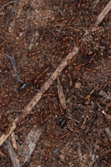 Dorylus helvolus