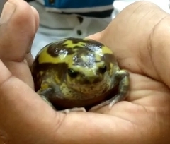 Uperodon systoma