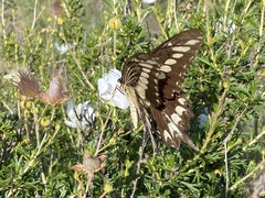 Heraclides ornythion