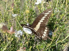 Heraclides ornythion