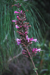 Syncolostemon densiflorus