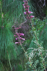 Syncolostemon densiflorus