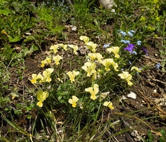 Viola pseudogracilis cassinensis