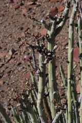 Euphorbia dregeana