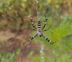 Argiope bruennichi