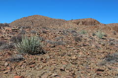 Euphorbia dregeana