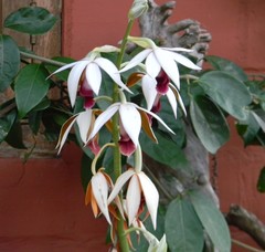 Phaius