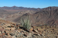 Euphorbia dregeana