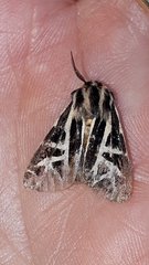 Apantesis williamsii