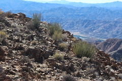 Euphorbia dregeana
