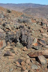 Hoodia