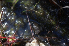Poyntonia paludicola