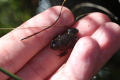 Poyntonia paludicola