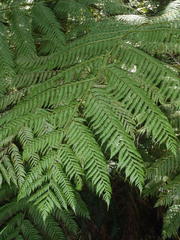 Cyathea capensis