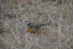 Emberiza flaviventris kalaharica