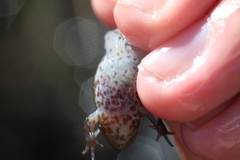 Poyntonia paludicola