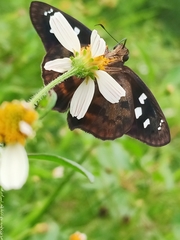 Polygonus savigny savigny