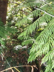 Cyathea capensis