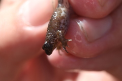 Poyntonia paludicola