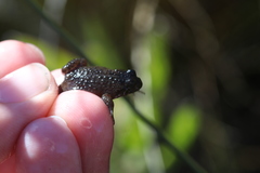 Poyntonia paludicola