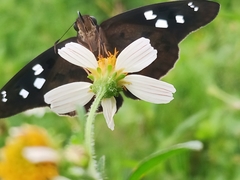 Polygonus savigny savigny