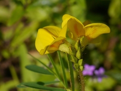 Smithia hirsuta