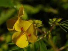 Smithia hirsuta