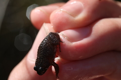 Poyntonia paludicola