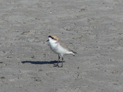 Charadrius alticola