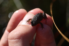 Poyntonia paludicola
