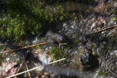 Poyntonia paludicola