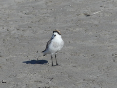 Charadrius alticola