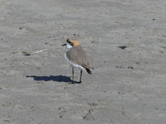 Charadrius alticola