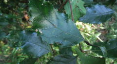 Elaeodendron croceum