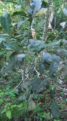 Elaeodendron croceum
