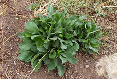 Limonium delicatulum