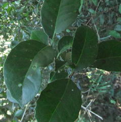 Elaeodendron croceum