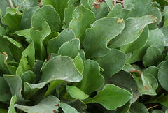 Limonium delicatulum