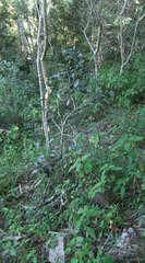 Elaeodendron croceum