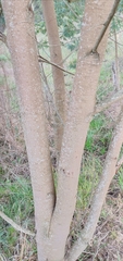 Mimosa scabrella
