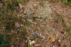 Limonium delicatulum