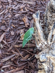 Microcentrum rhombifolium