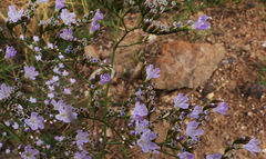 Limonium delicatulum
