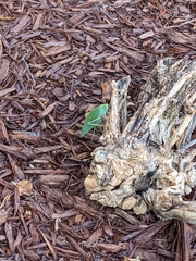 Microcentrum rhombifolium