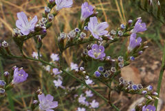 Limonium delicatulum