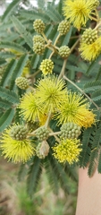 Mimosa scabrella