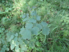 Thalictrum baicalense