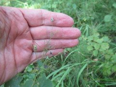 Thalictrum baicalense