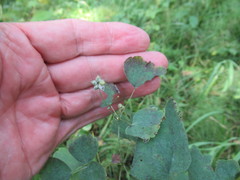 Thalictrum baicalense