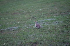 Perdix dauurica
